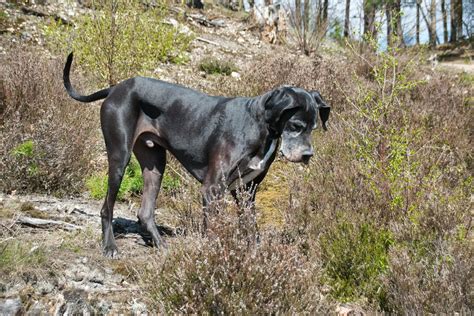 sexy video dog wala|10 Sexy Dog Breeds: Unveiling the Allure of Dog Beauty.